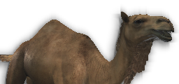 Camel